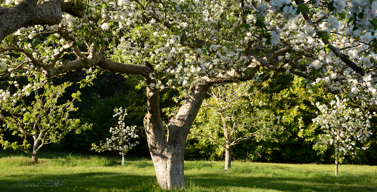 Laughing Apple Farm tree in bloom