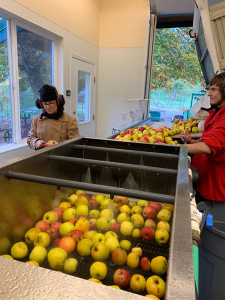 Sorting Apples for the press