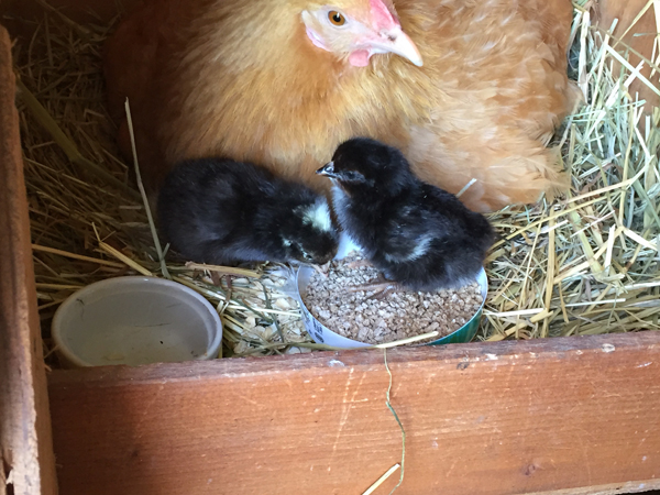 Life on the apple farm, a broody hen and her chicks