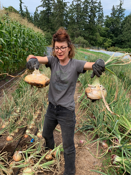 harvesting onions on the farm