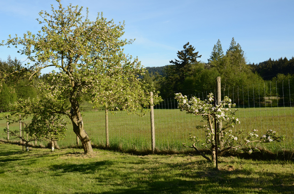 In the orchard at laughing apple farm