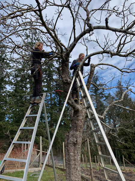 Pruning apple trees on the farm in winter