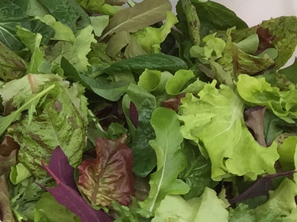 salad greens available nearly all year round from Laughing Apple Farm