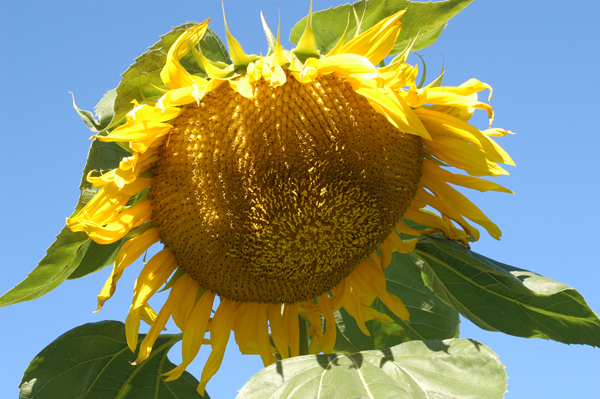 Sunflowers at Laughing Apple Farm