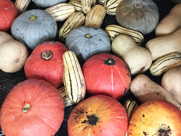 Winter Squash from Laughing Apple Farm