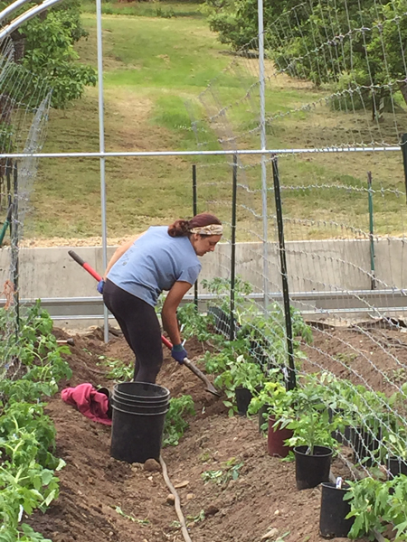 Alex planting Tomatos