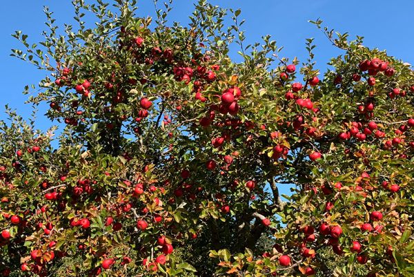 apple tree on the farm