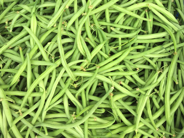 beans and other fresh produce from Laughing Apple Farm with a 2018 csa
