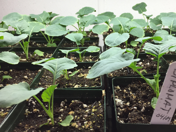 broccoli starts available on Salt Spring from laughing apple farm