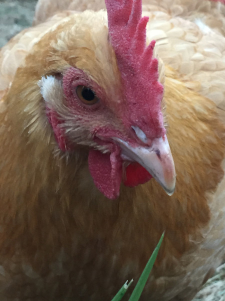 Ruby the Laughing Apple Farm chicken
