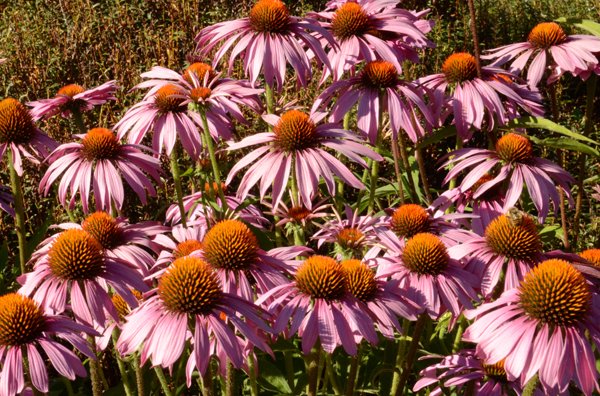 Perennial garden at Laughing Apple Farm helps bees make wonderful honey