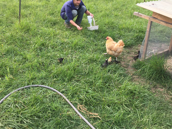 Life on the farm, feeding the chicks
