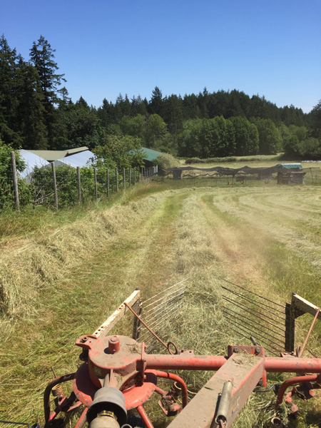 Life on the farm, getting the hay crop in