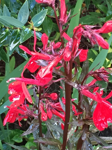 nursery at laughing apple farm, visit the farm stand to see more