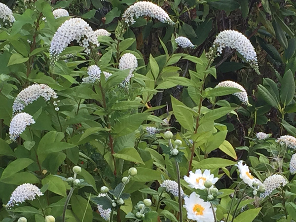 visit the nursery at laughing apple farm