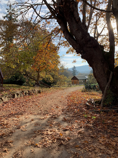 old maple tree and view and Laughing apple farm