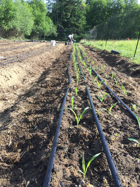 Life on the farm, planting corn