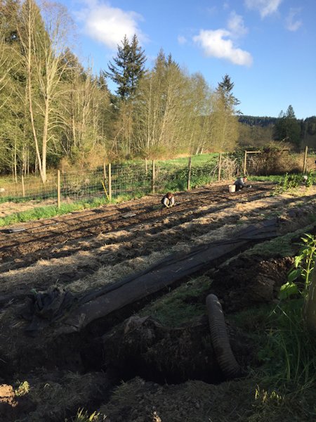 Life on the apple farm, planting onions in March