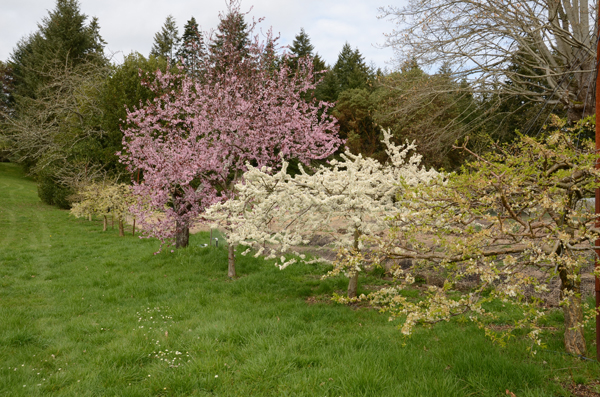 Laughing Apple Farm Early japanese plums in bloom