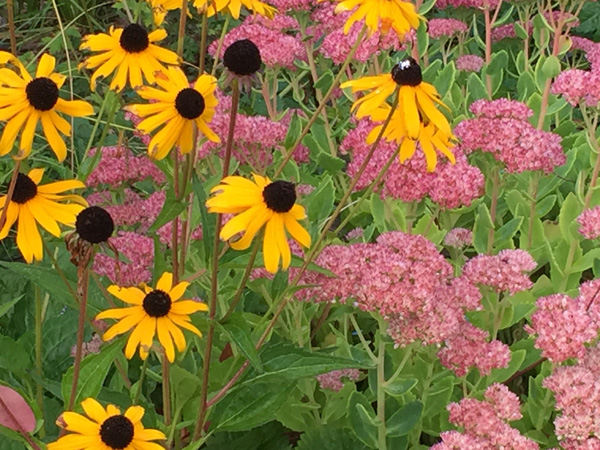 Laughing Apple Farm propagates a wide range of plants available at our farm stand