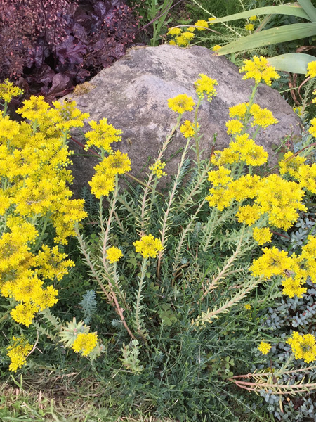 bedding plants and perennials at the laughing apple farm nursery