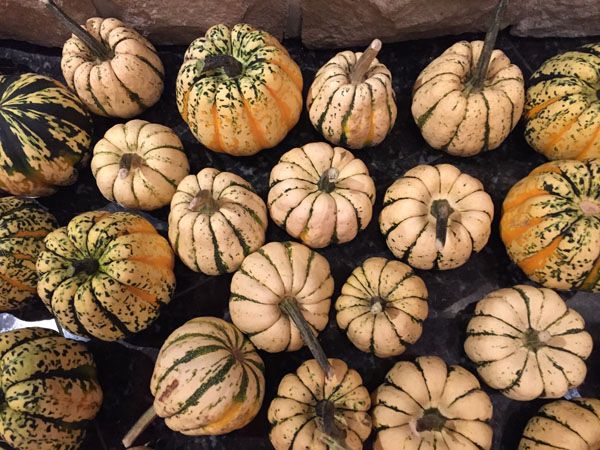 Sweet Dumpling Squash grown at Laughing Apple Farm on Salt Spring Island