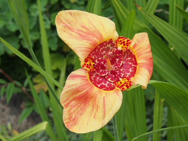 new in 2018! visit the plant nursery at laughing apple