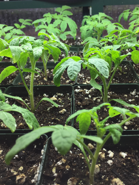 tomato starts to get your garden going early