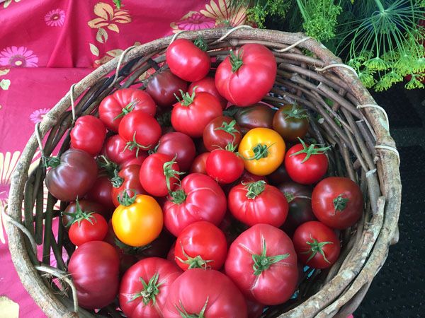 Tomatoes from Laughing Apple Farm