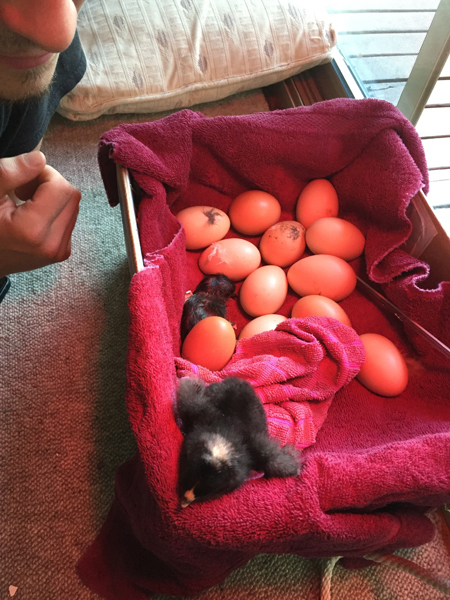 Life on the apple farm, watching chickens hatch